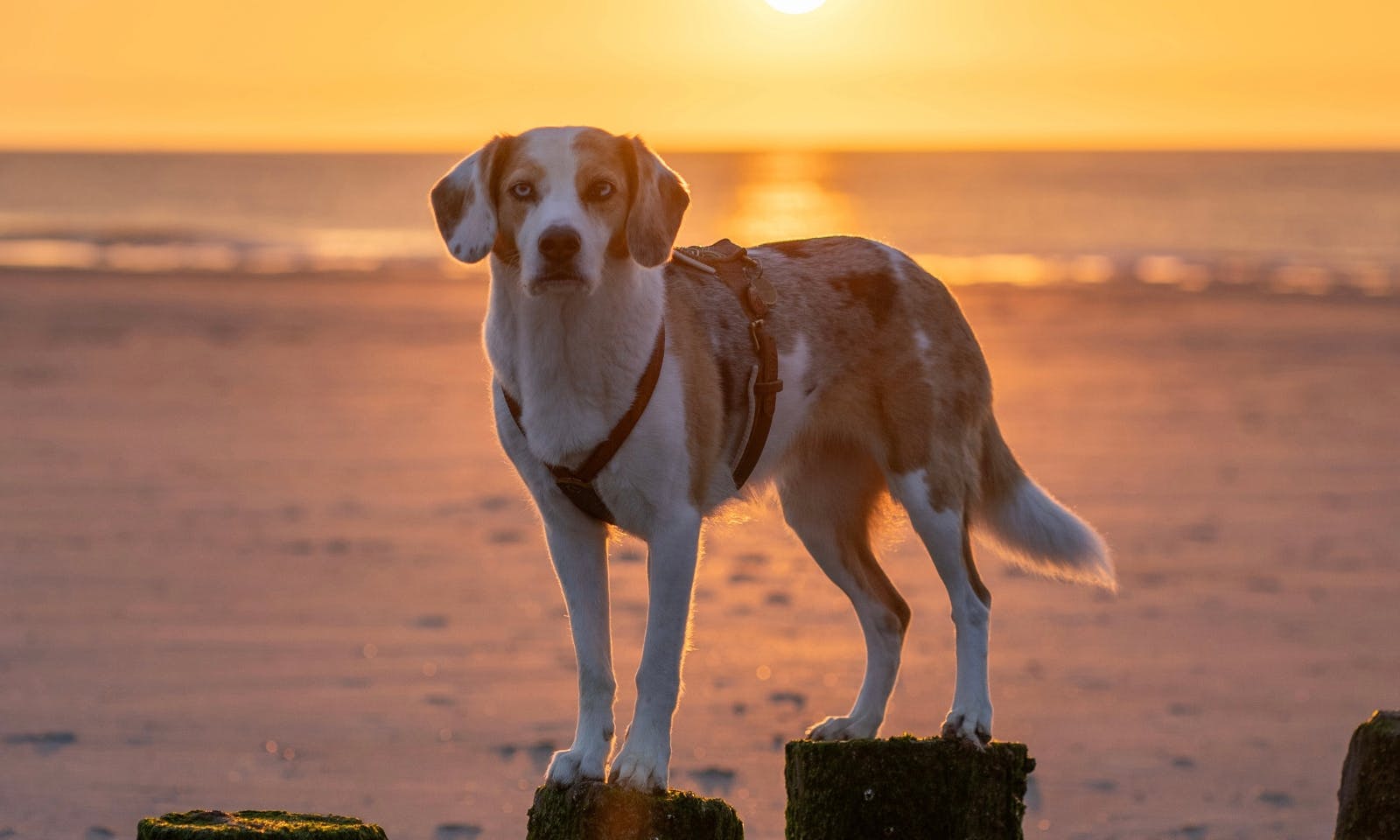 Cadzand-Bad mit Hund beim Sonnenuntergang am Strand