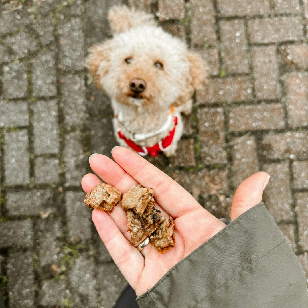 Pudel bekommt vegane Leckerlis auf einer Wanderung