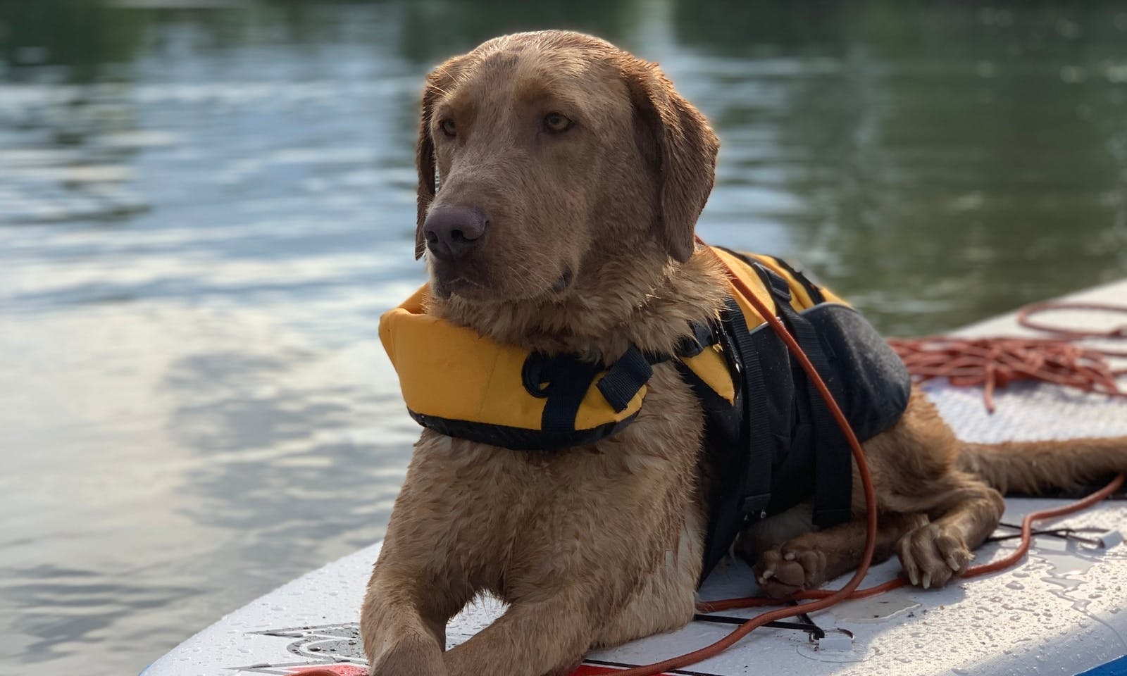 SUP mit Hund am Stemmer See