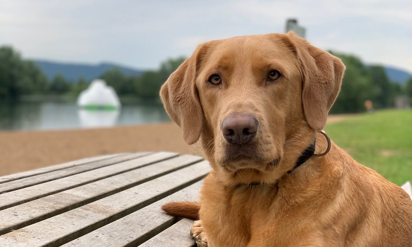 Stemmer See mit Hund