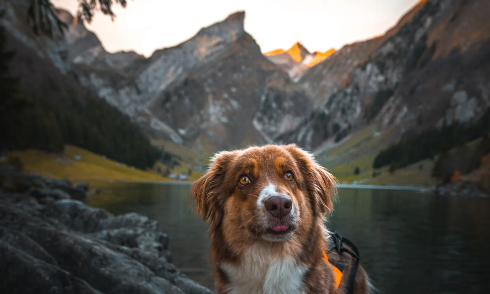 Ein Hund steht vor einem See und im Hintergrund sind Berge