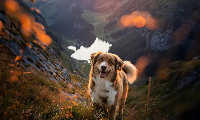 Ein Hund läuft einen Berg hinauf und im Hintergrund sieht man einen See