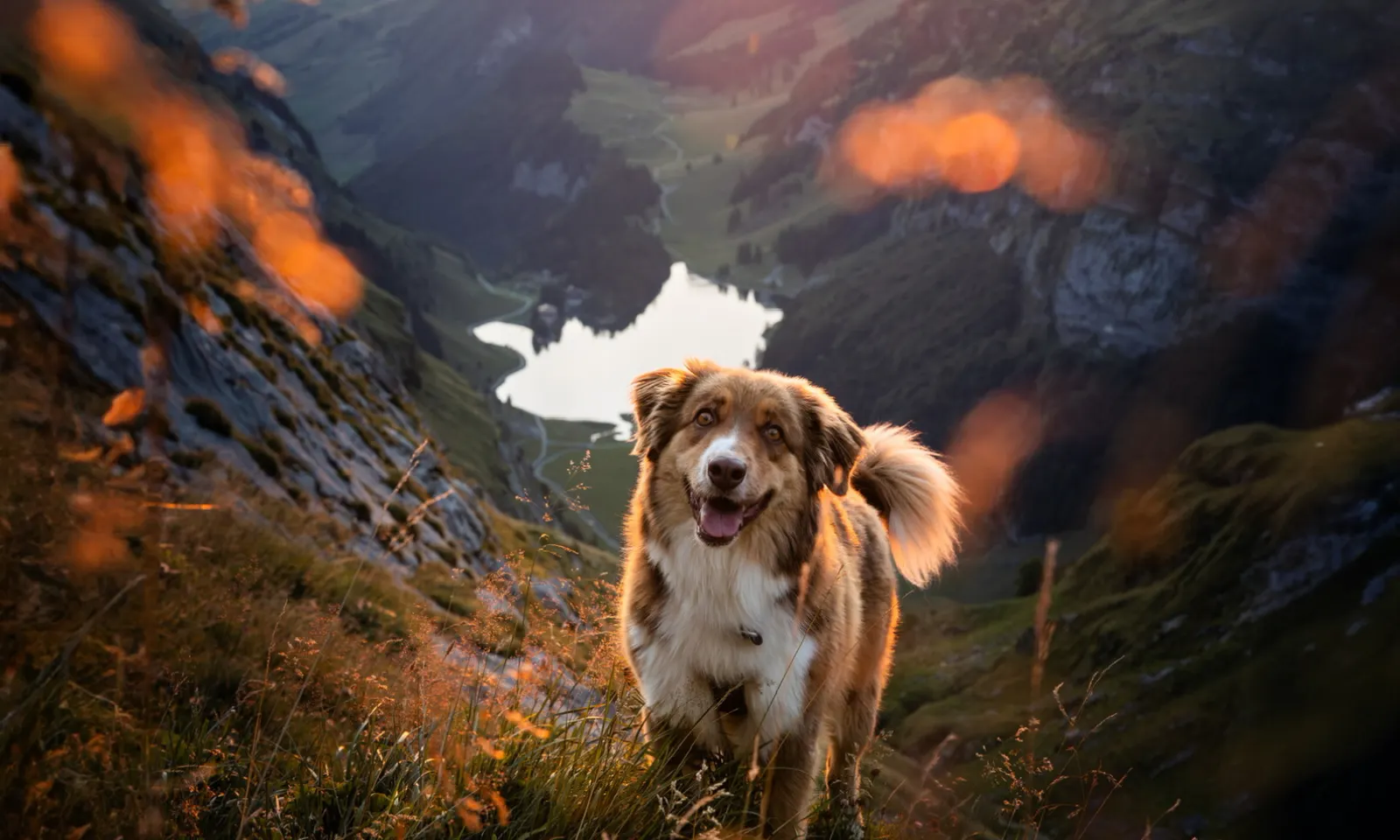 Ein Hund läuft einen Berg hinauf und im Hintergrund sieht man einen See