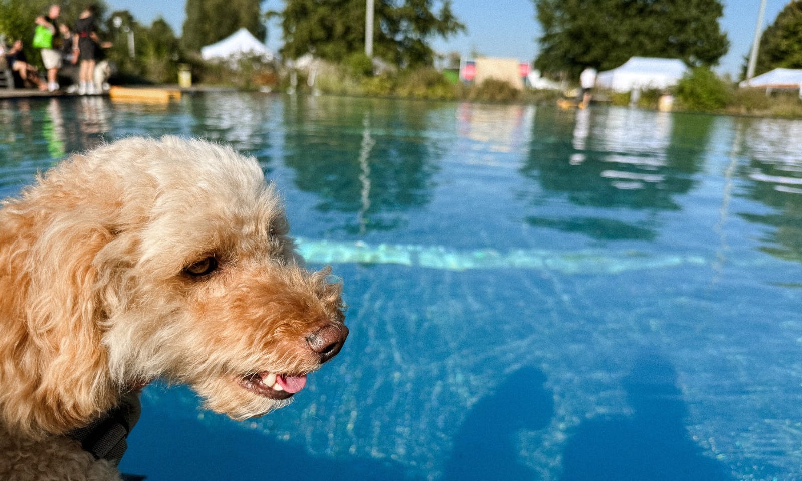 Pawlooza Hundefestival