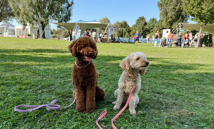 Petfluencer auf dem Pawlooza Hundefestival