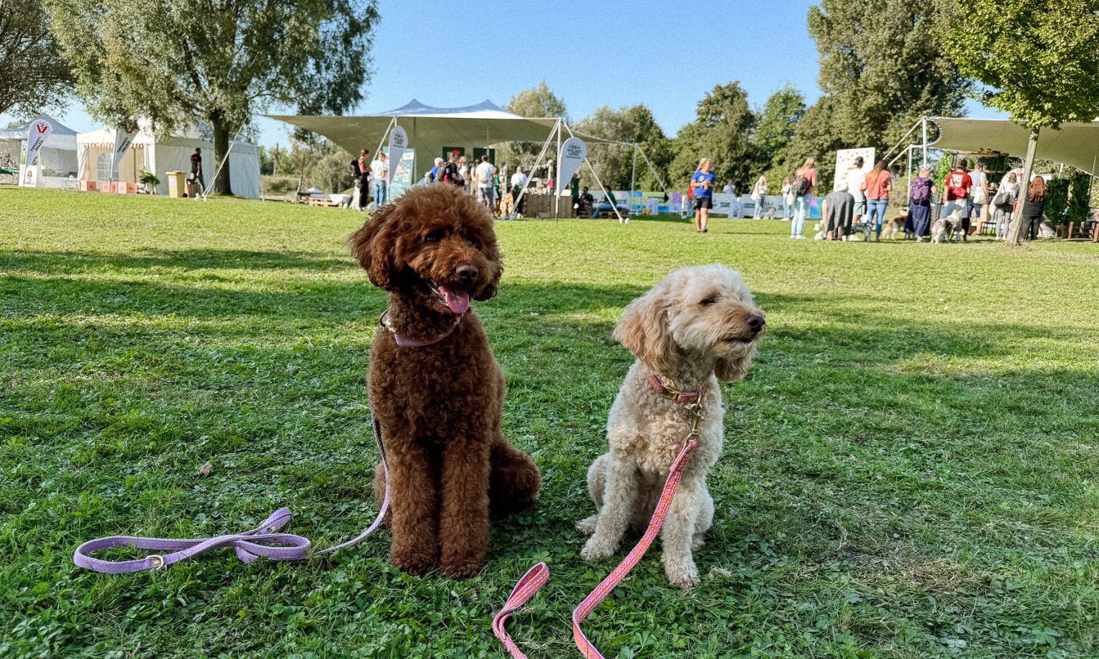 Petfluencer auf dem Pawlooza Hundefestival
