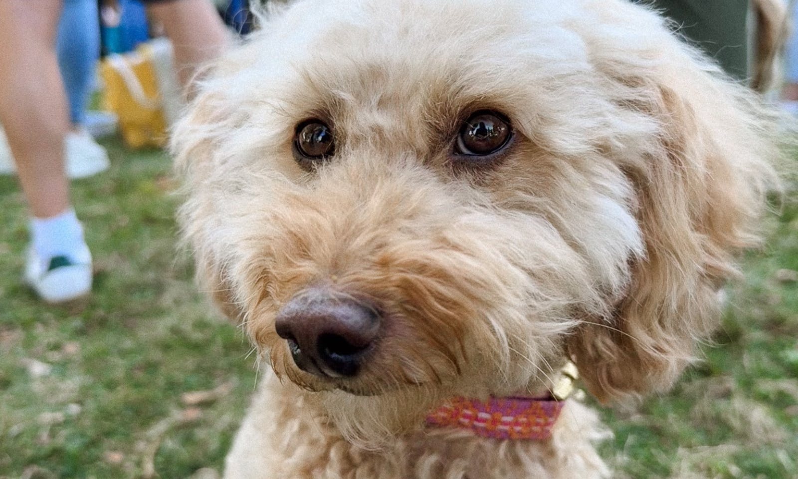 Petfluencer auf dem Pawlooza Hundefestival
