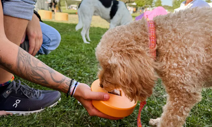 Boggle Eiswürfelform für Hunde
