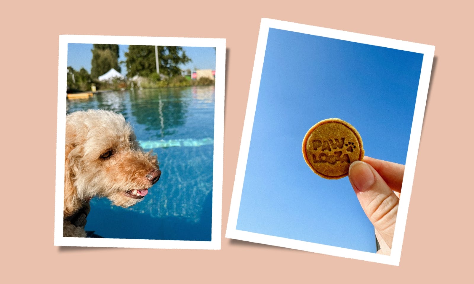 Pawlooza Hundefestival 2024