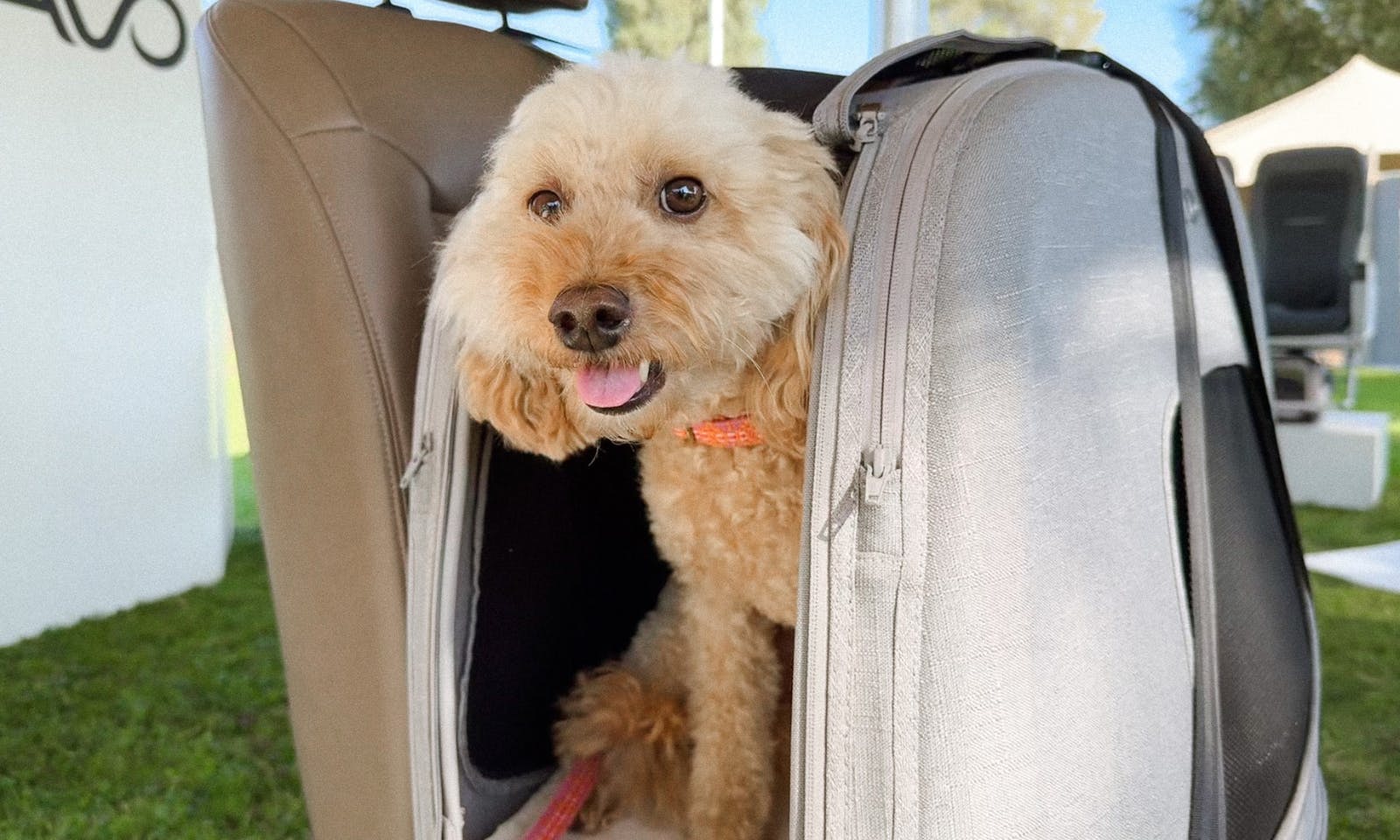Goldendoodle Transportbox