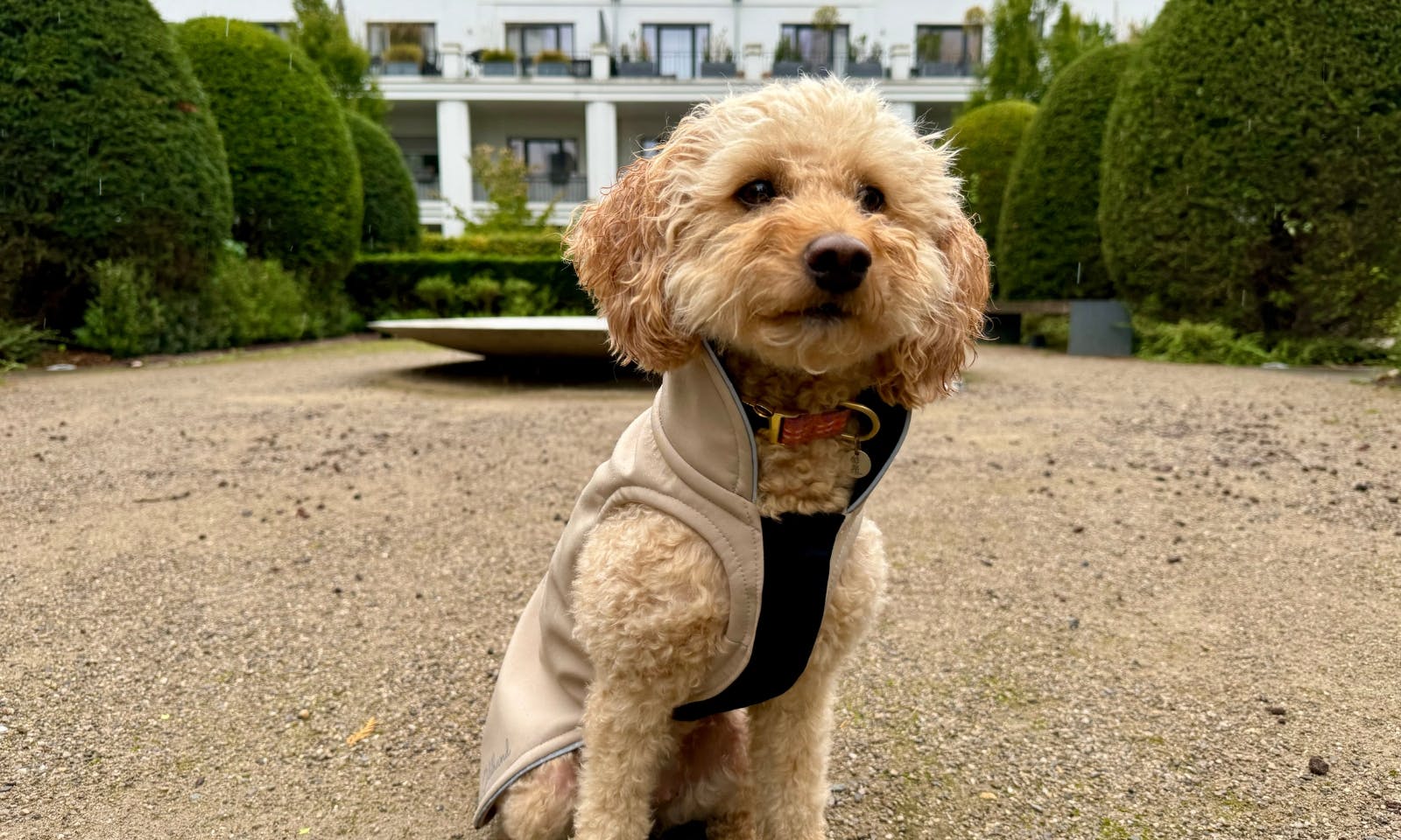 Hundemantel von Goldhund