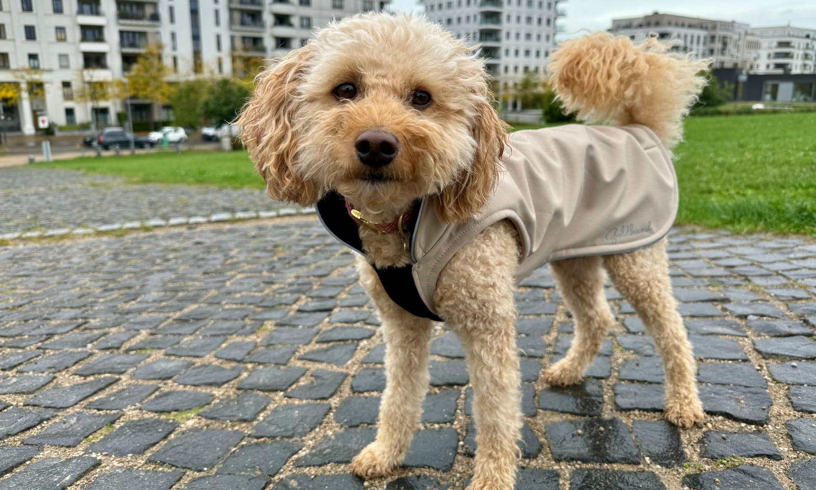 Hundemantel von Goldhund