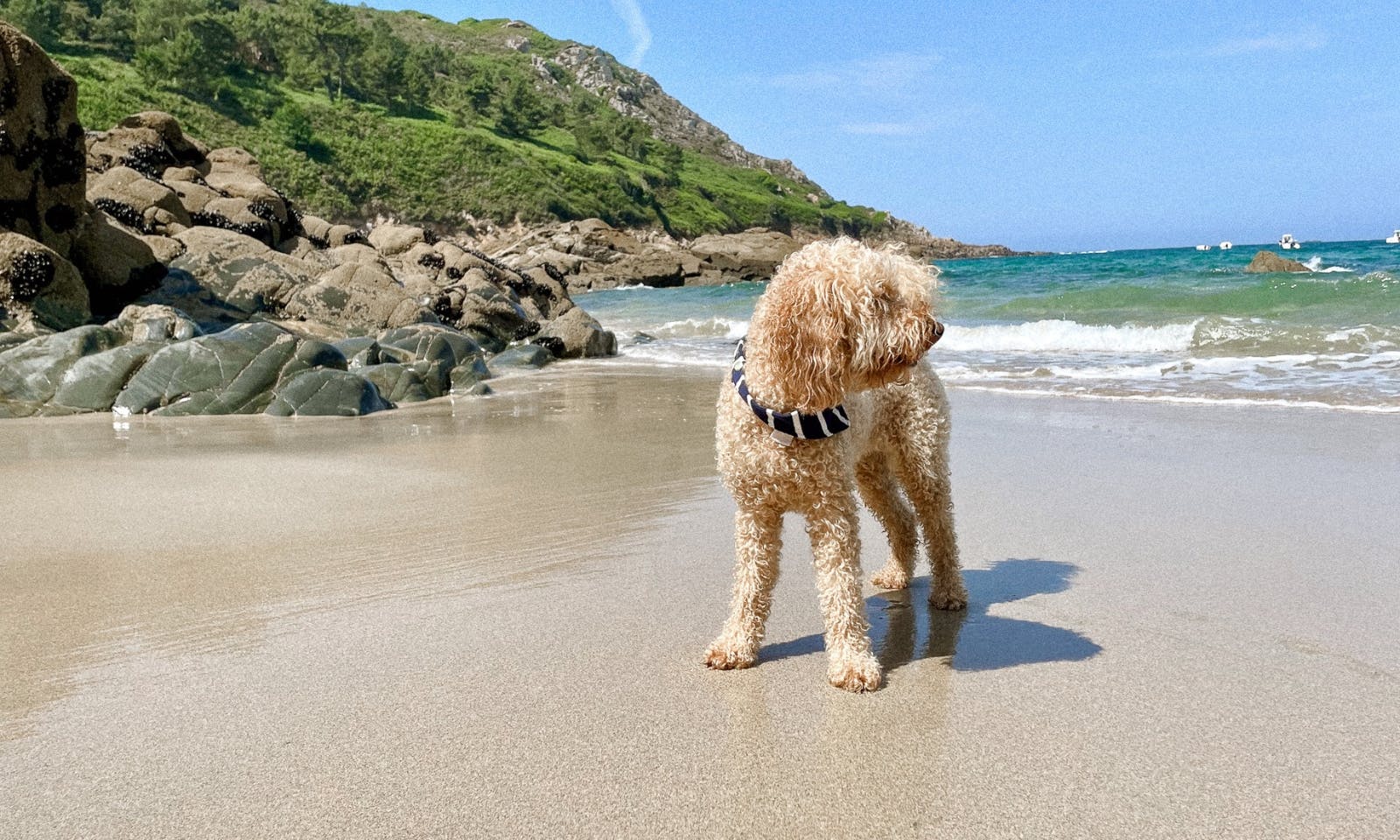 Pudel trägt ein blau weiß gestreiftes Hundehalstuch am Strand in der Bretagne in Frankreich