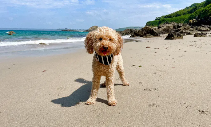 Pudel trägt ein blau weiß gestreiftes Hundehalstuch am Strand in der Bretagne in Frankreich