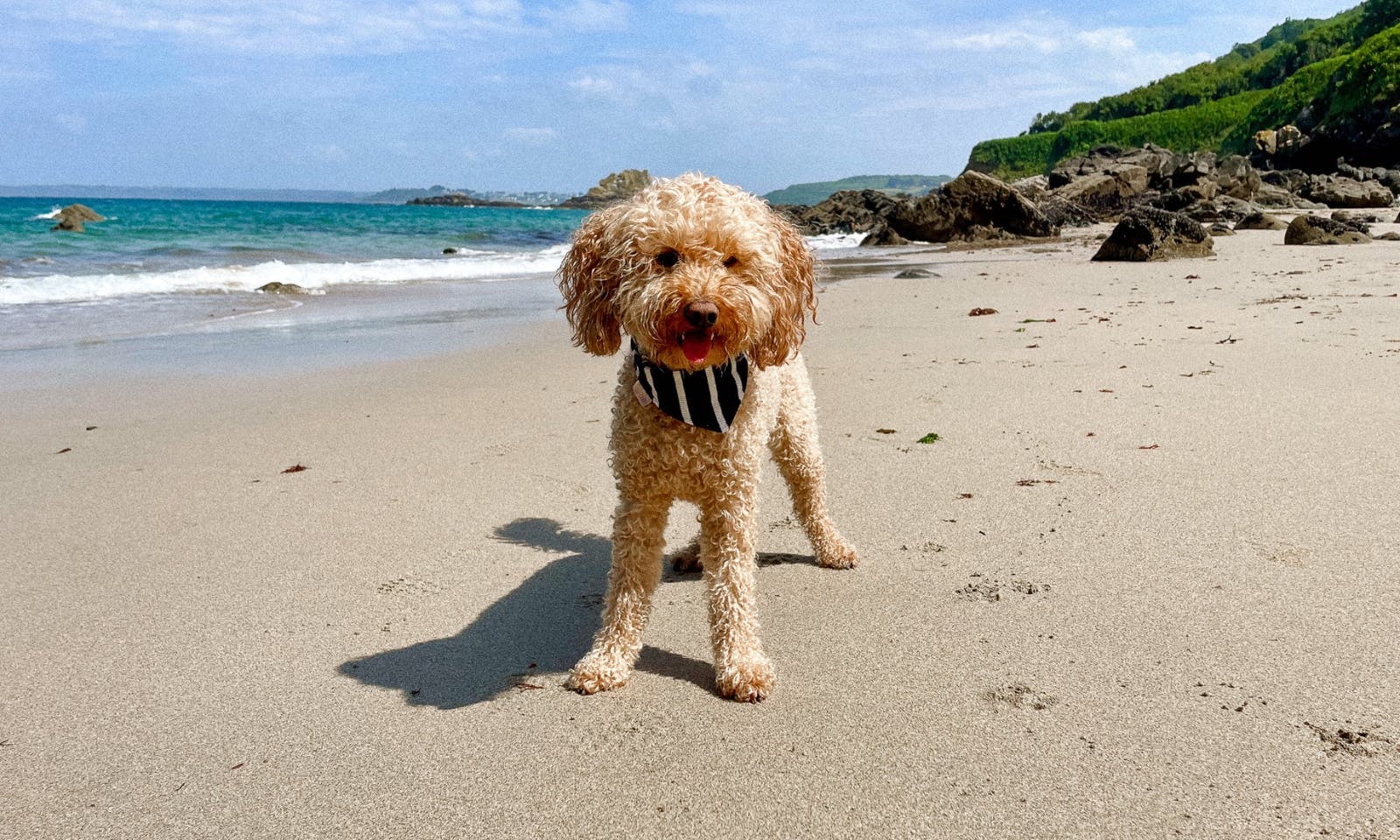 Pudel trägt ein blau weiß gestreiftes Hundehalstuch am Strand in der Bretagne in Frankreich