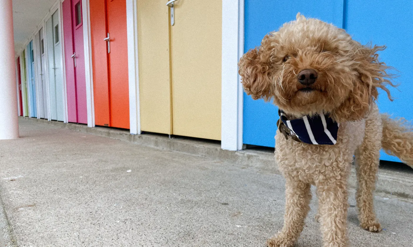 Pudel trägt ein blau weiß gestreiftes Hundehalstuch vor bunten Häusern in der Bretagne in Frankreich