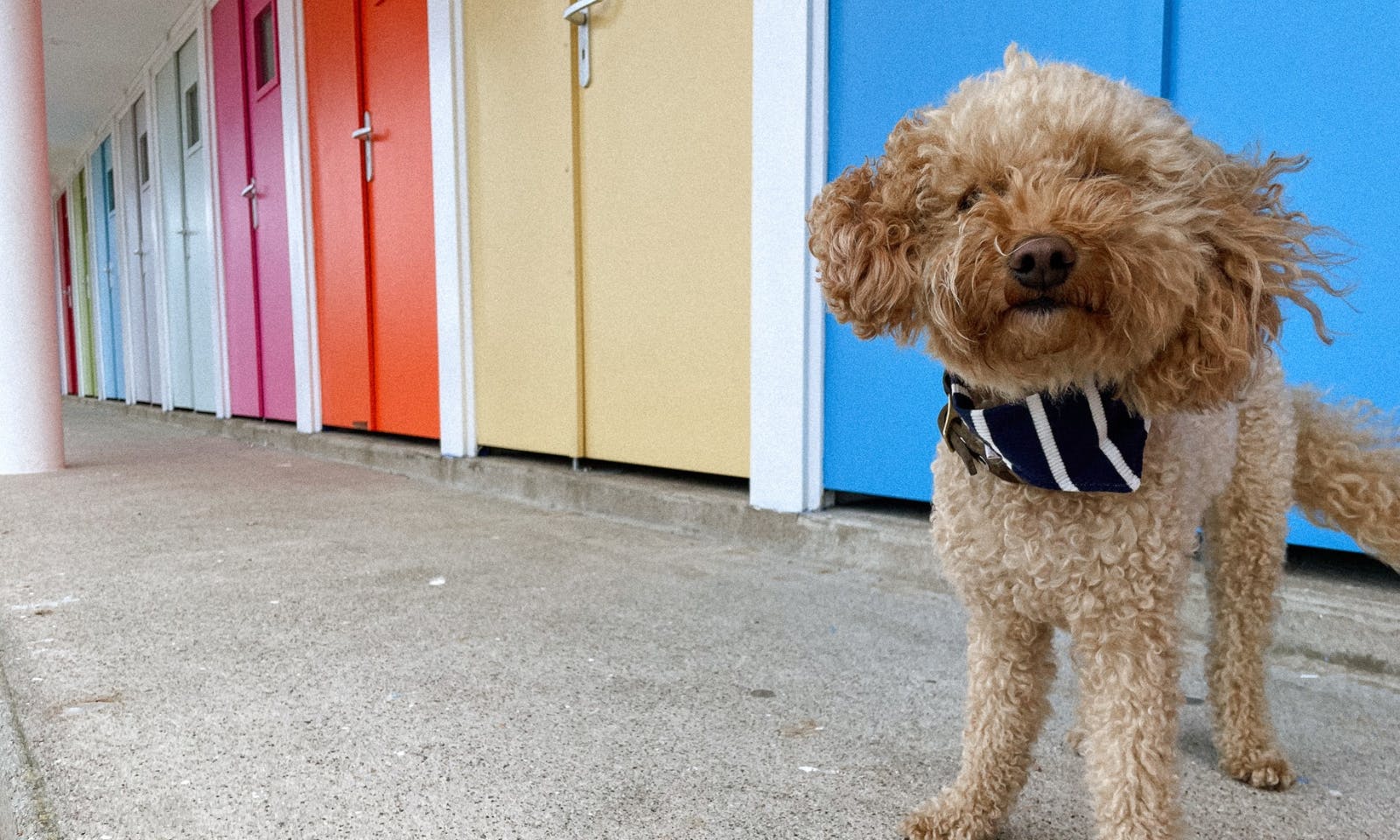 Pudel trägt ein blau weiß gestreiftes Hundehalstuch vor bunten Häusern in der Bretagne in Frankreich