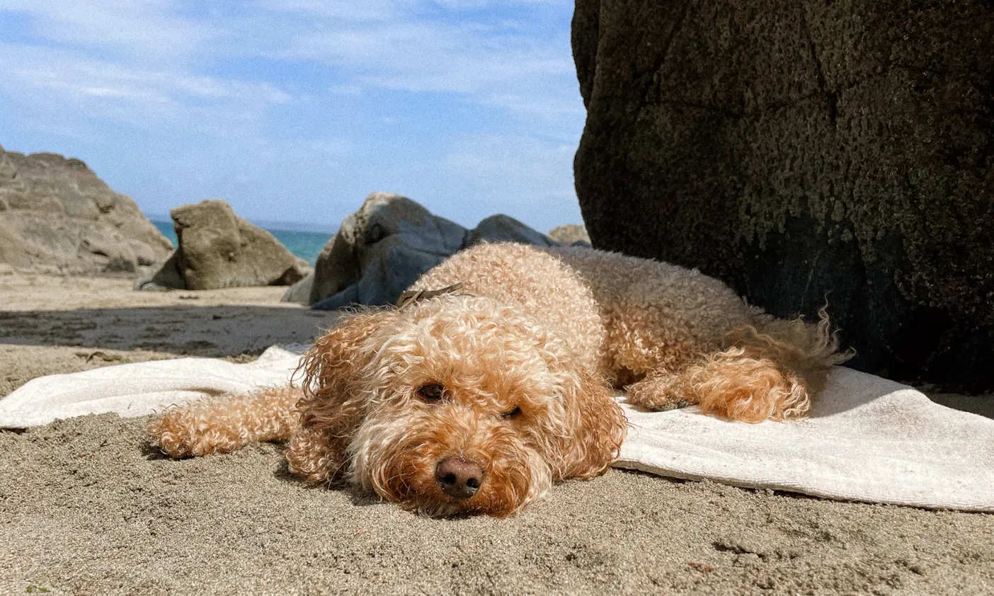 Pfotenhandtuch von Goldhund