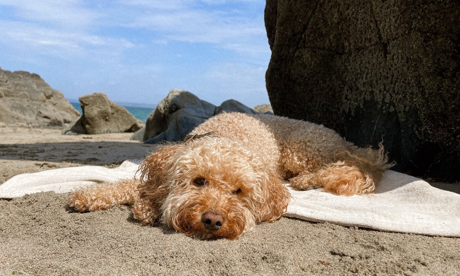 Pfotenhandtuch von Goldhund