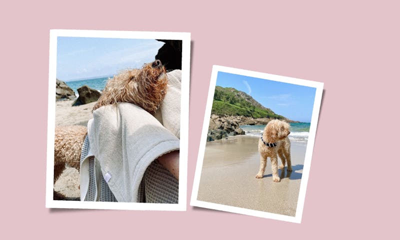 Hundeaccessoires mit französischem Flair