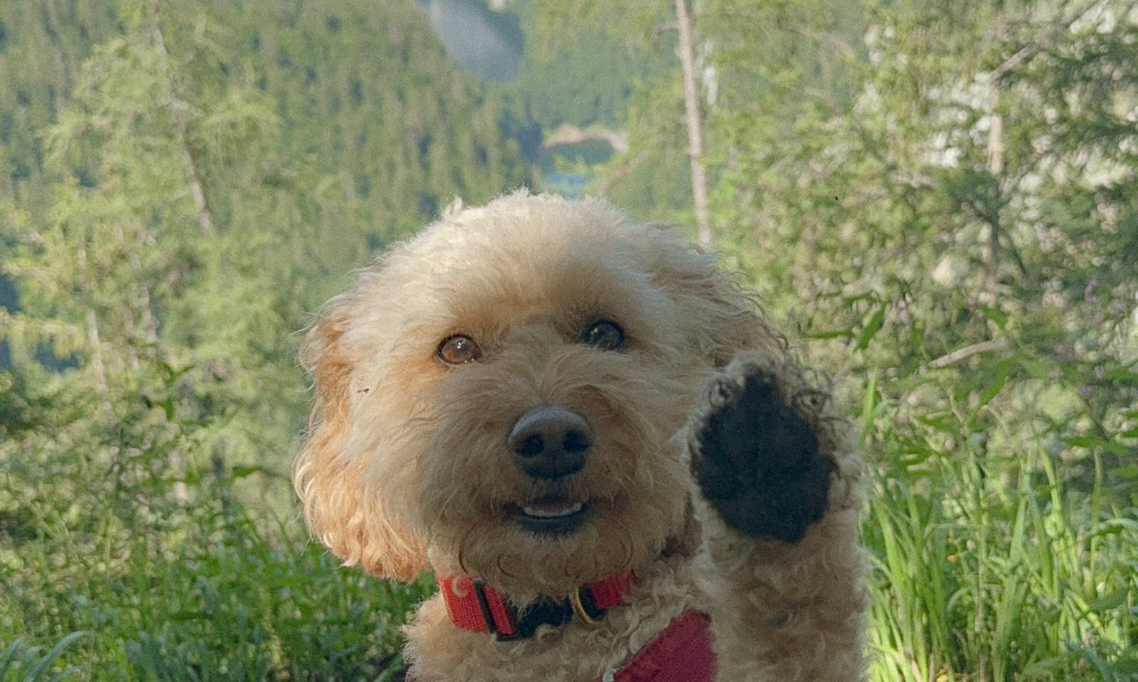 3-Seen-Blick mit Hund in der Steiermark
