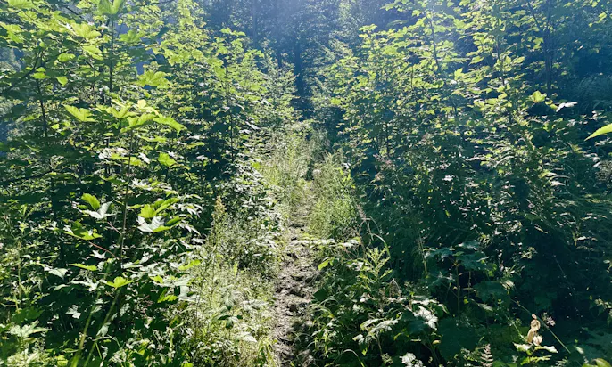 3-Seen-Blick mit Hund in der Steiermark