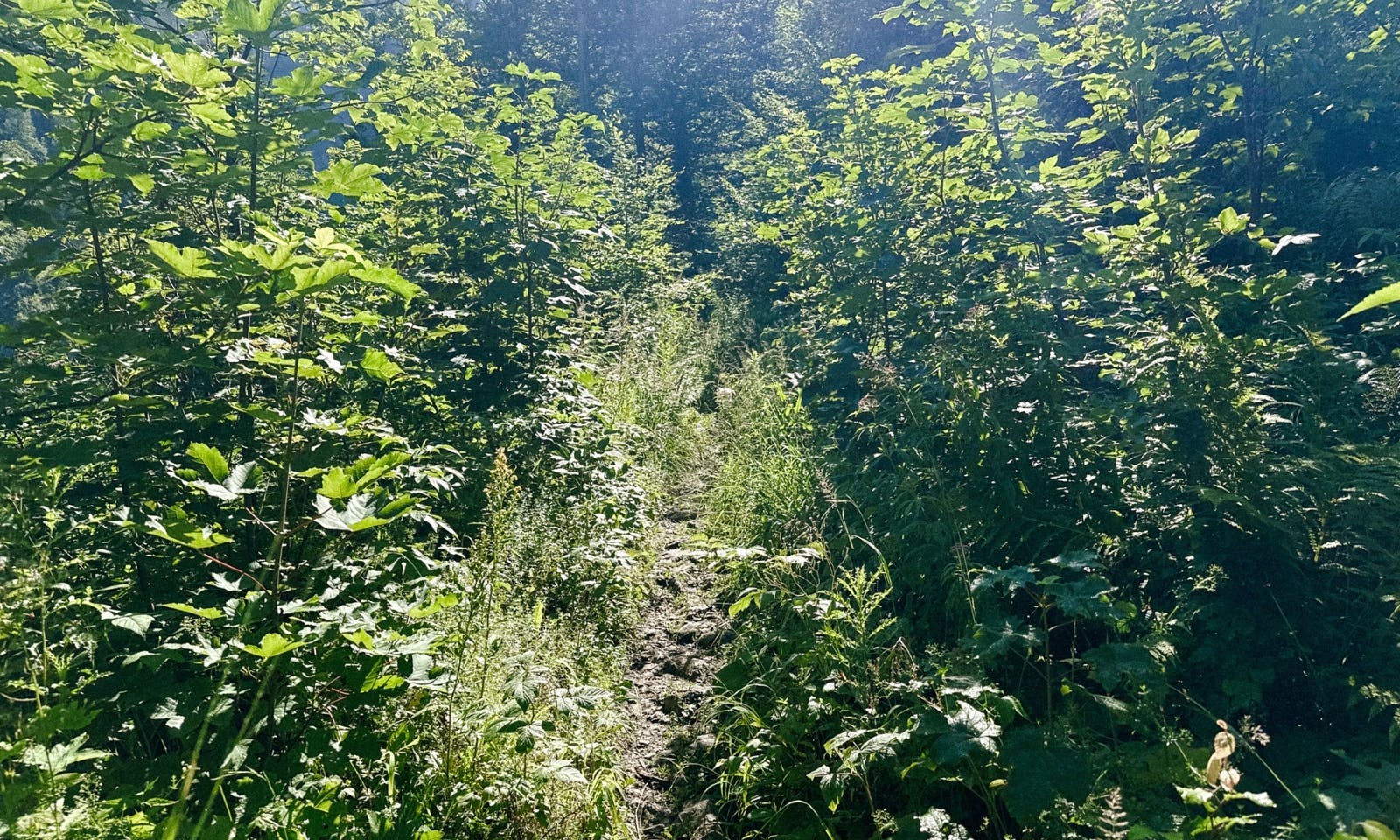 3-Seen-Blick mit Hund in der Steiermark
