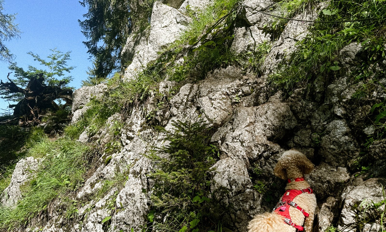 3-Seen-Blick mit Hund in der Steiermark