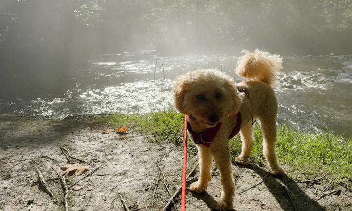 Ranftlmühle mit Hund baden