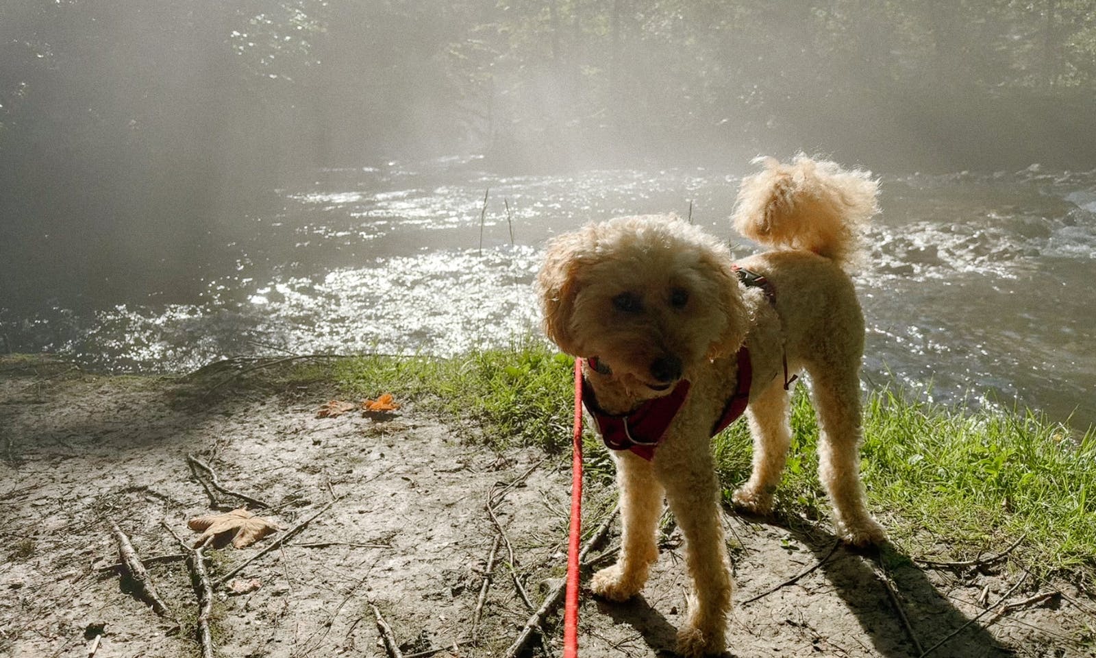 Ranftlmühle mit Hund baden