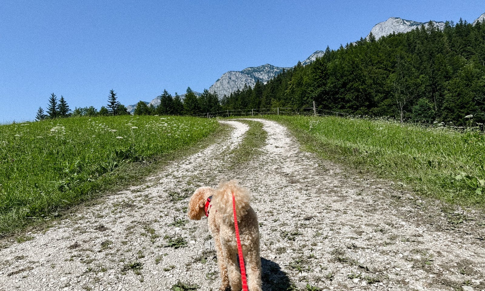Naturlehrpfad Steiermark mit Hund