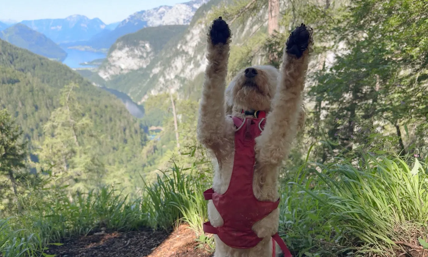 3-Seen-Blick mit Hund in der Steiermark