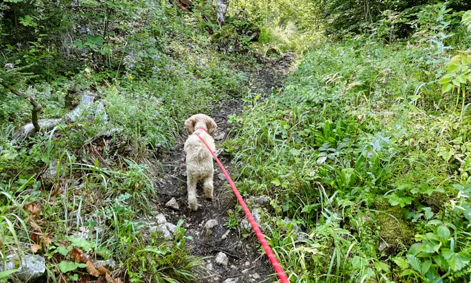 3-Seen-Blick mit Hund in der Steiermark