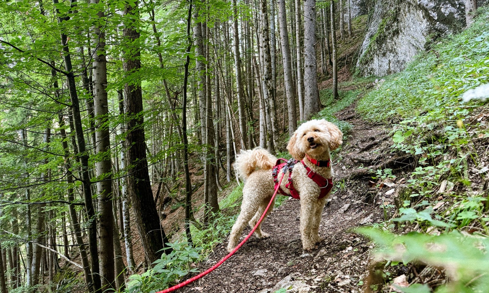 Wandern mit Hund in der Steiermark