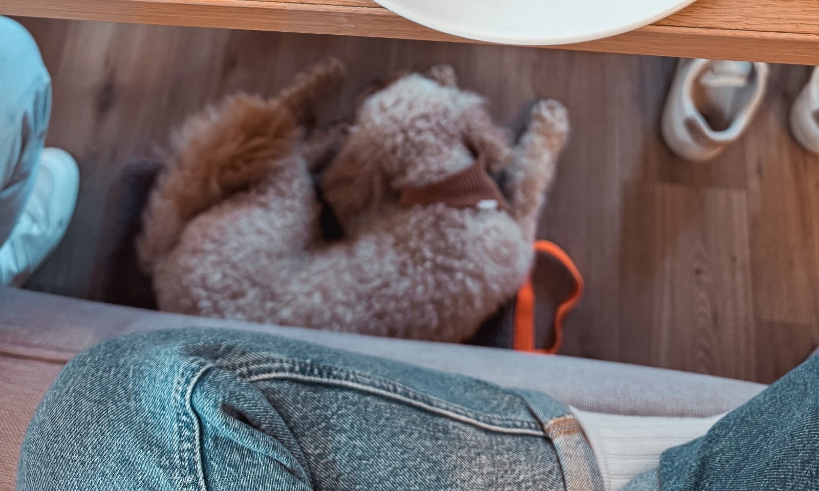 Okelmann’s Café mit Hund