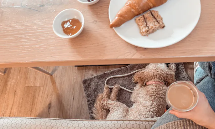 Praktische Hundedecke im Café für unterwegs aus Teddyfell für kleine Hunde