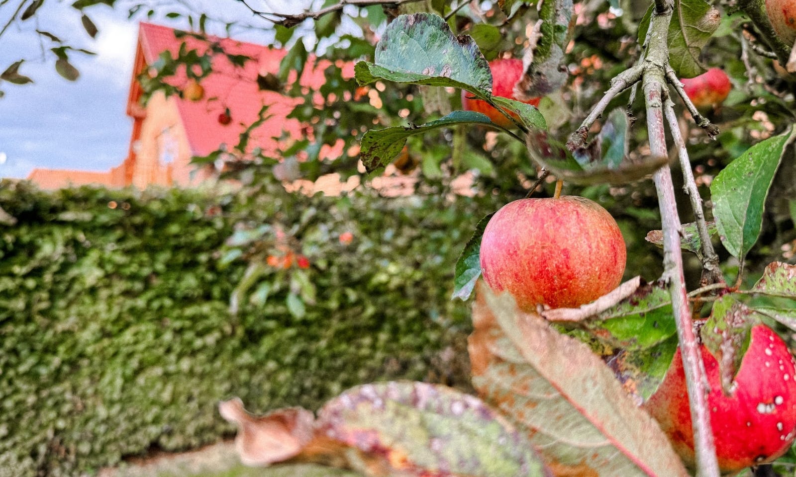 Rote Äpfel im Herbst vom Okelmann's Hotel