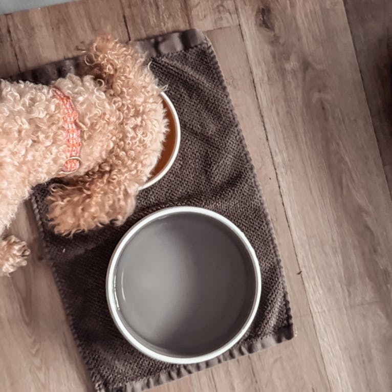 Yogahotel mit Hund im Okelmanns