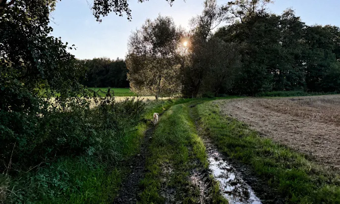 Hund auf der Gassirunde in Warpe in Niedersachsen