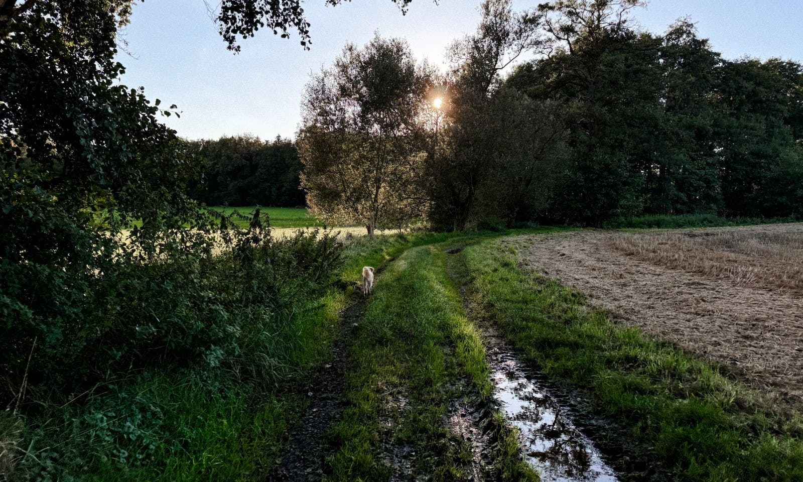Hund auf der Gassirunde in Warpe in Niedersachsen