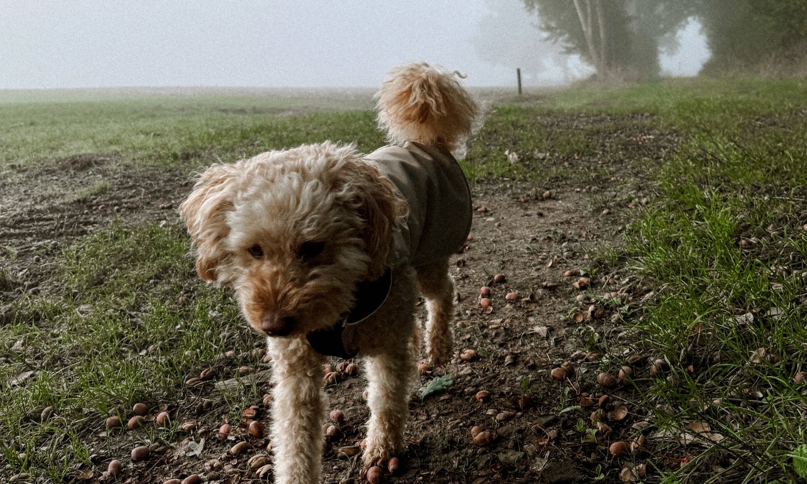 Pudelmischling trägt einen Hunderegenmantel in beige von Goldhund