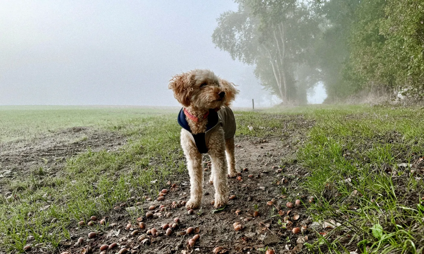 Pudel trägt einen Hunderegenmantel in beige von Goldhund