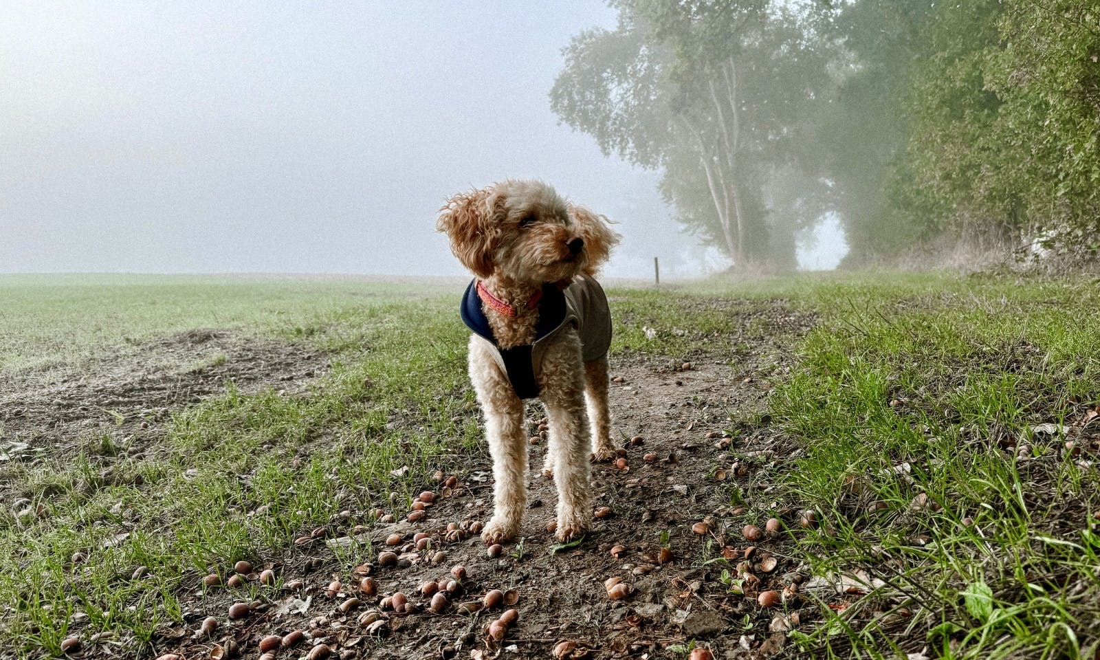 Pudel trägt einen Hunderegenmantel in beige von Goldhund