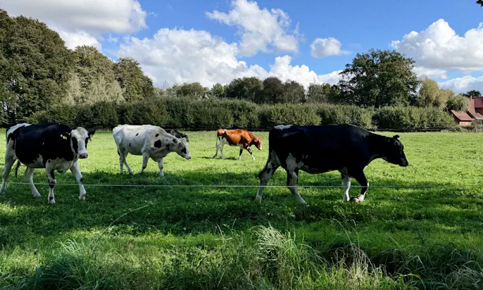 Kühe in Warpe