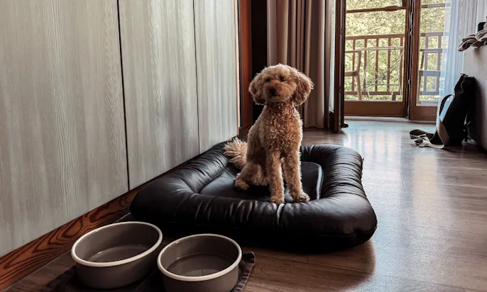 Hundeausstattung im Okelmann's Hotel in Warpe