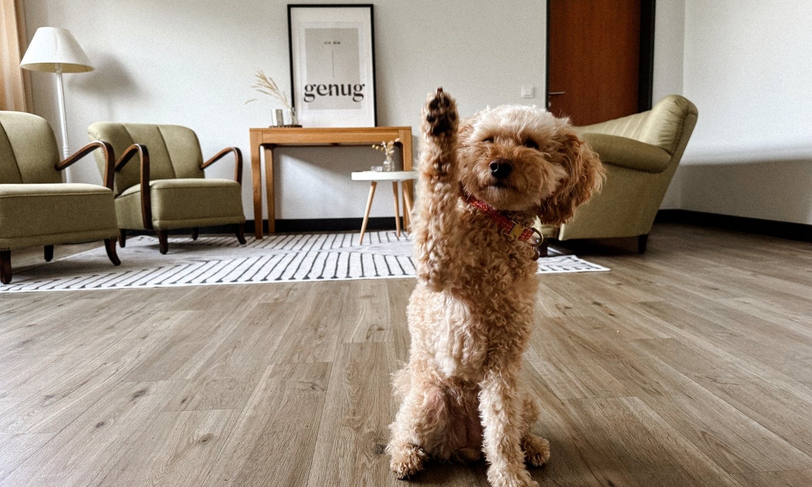 Hund im Yoga-Raum des Okelmann's Hotel in Warpe