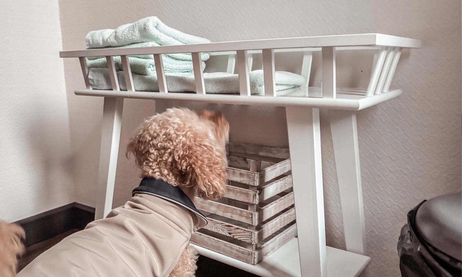 Goldendoodle Java vor der Pfötchenstation im Okelmann's Hotel