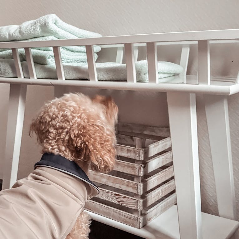 Yogahotel mit Hund im Okelmanns