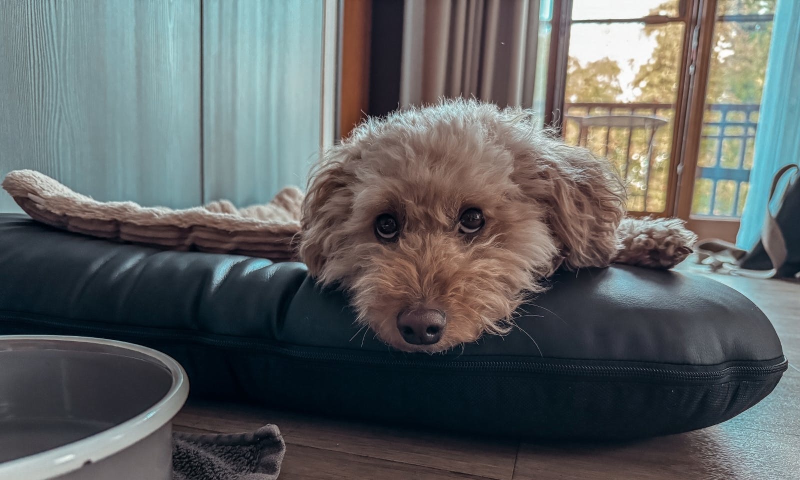 Ausstattung Hund im Okelmann's Hotel: Hundekörbchen, Näpfe, Leckerli
