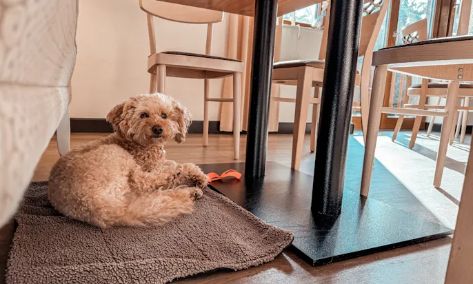 Frühstück im Okelmann’s Café mit Hund